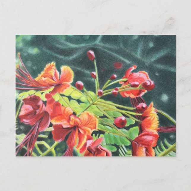 Ohai Alii Postcard (Front)