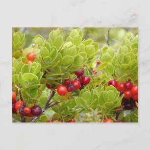 Ohelo Berries Postcard