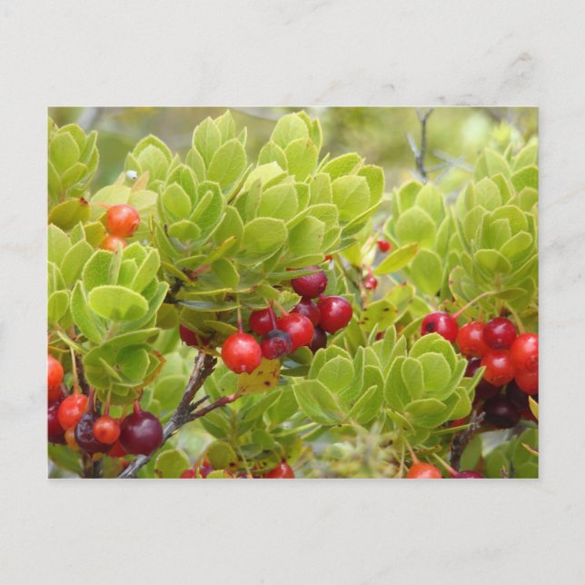 Ohelo Berries Postcard (Front)