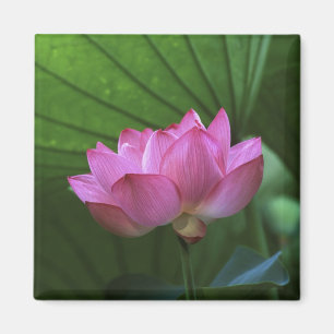 Ohga Lotus, Sankei-en Garden, Yokohama, Japan Magnet