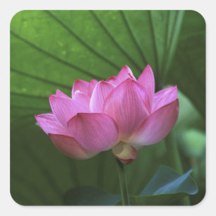 Ohga Lotus, Sankei-en Garden, Yokohama, Japan Square Sticker