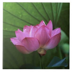 Ohga Lotus, Sankei-en Garden, Yokohama, Japan Tile