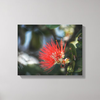 Ohia Lehua Blossom Canvas Print