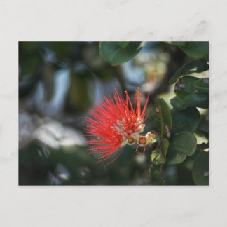 Ohia Lehua Blossom Postcard
