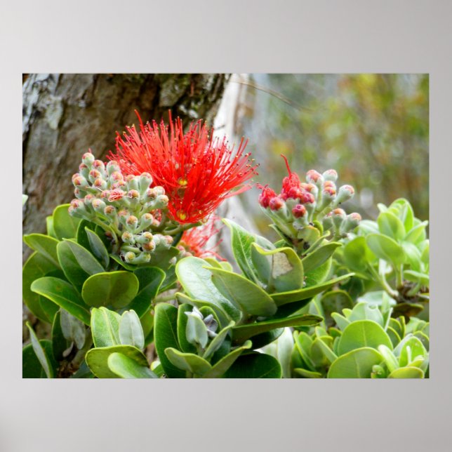 Ohia Lehua Poster (Front)