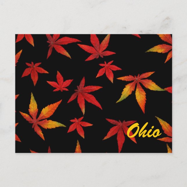 Ohio Automne Feuilles Carte Postale (Devant)