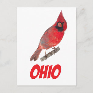 Ohio Cardinal Postcard