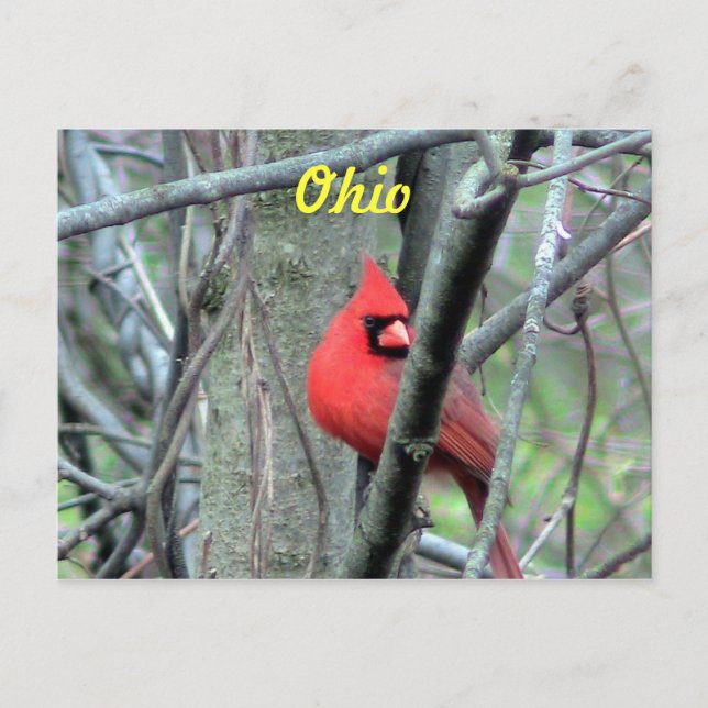 Ohio Cardinal Postcard (Front)