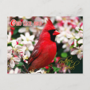 Ohio State Bird - Northern Cardinal Postcard
