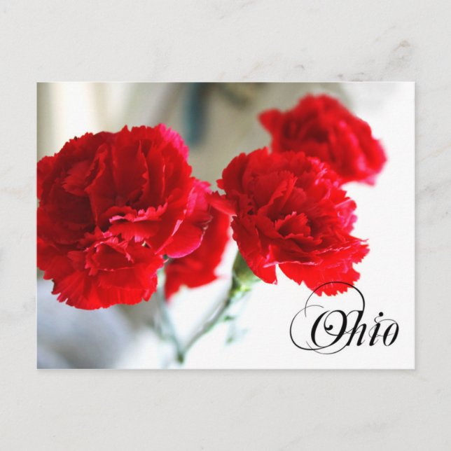 Ohio State Flower: Red Carnation Postcard (Front)