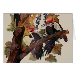 ohn James Audubon Pileated Woodpecker Bird Print