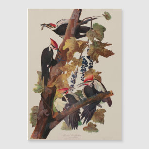 ohn James Audubon Pileated Woodpecker Bird Print