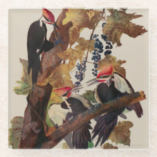 ohn James Audubon Pileated Woodpecker Bird Print Glass Coaster