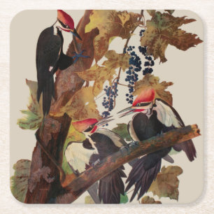 ohn James Audubon Pileated Woodpecker Bird Print Square Paper Coaster