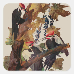 ohn James Audubon Pileated Woodpecker Bird Print Square Sticker