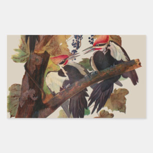 ohn James Audubon Pileated Woodpecker Bird Print Sticker