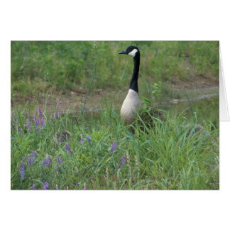 Oie avec les oisons de dissimulation