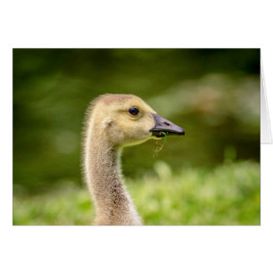 Oie canadienne (Gosling)
