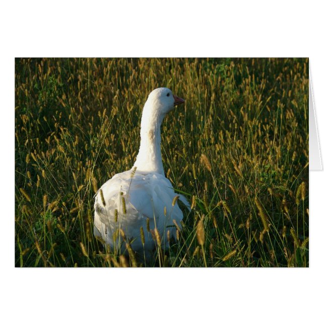 Oie dans la prairie de foin (Devant horizontal)