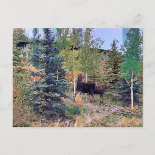 Oie sauvage dans le Wyoming Carte postale (Devant)