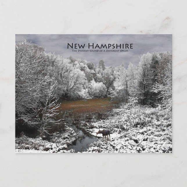 Oie sur bouillon de neige : Carte postale New Hamp (Devant)