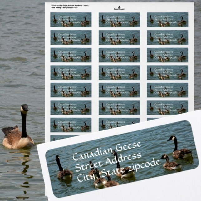 Oies canadiennes sur le lac Photographie Adresse d (Créateur téléchargé)