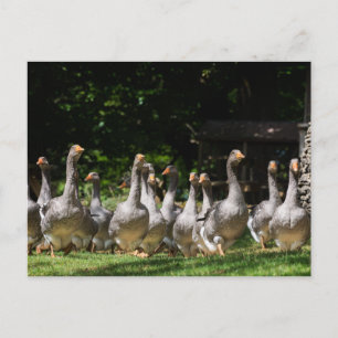 Oies dans la carte postale de la Dordogne