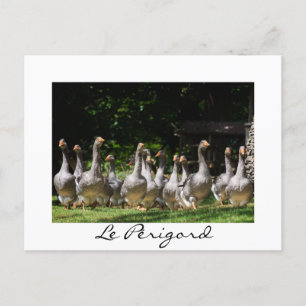 Oies dans le Périgord blanc texte carte postale