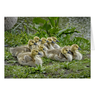Oies de bébé avec des têtes