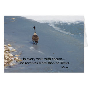 Oies de marche : Muir