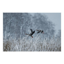 Oies grises volant dans une affiche à neige