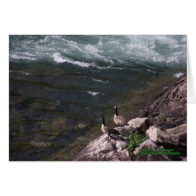 Oies sur l'eau (Devant horizontal)