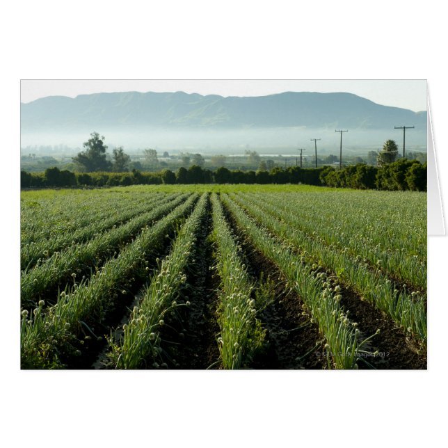 Oignons cultivés sur le terrain (Devant horizontal)