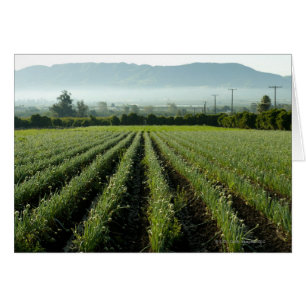 Oignons dans le terrain