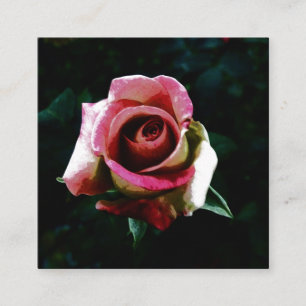 Oil painted red rose enclosure card