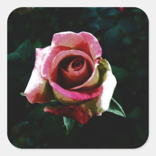 Oil painted red rose square sticker