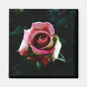 Oil painted rose magnet