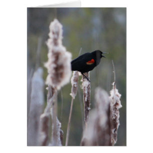 Oiseau à ailes rouges (Agelaius phoeniceus)