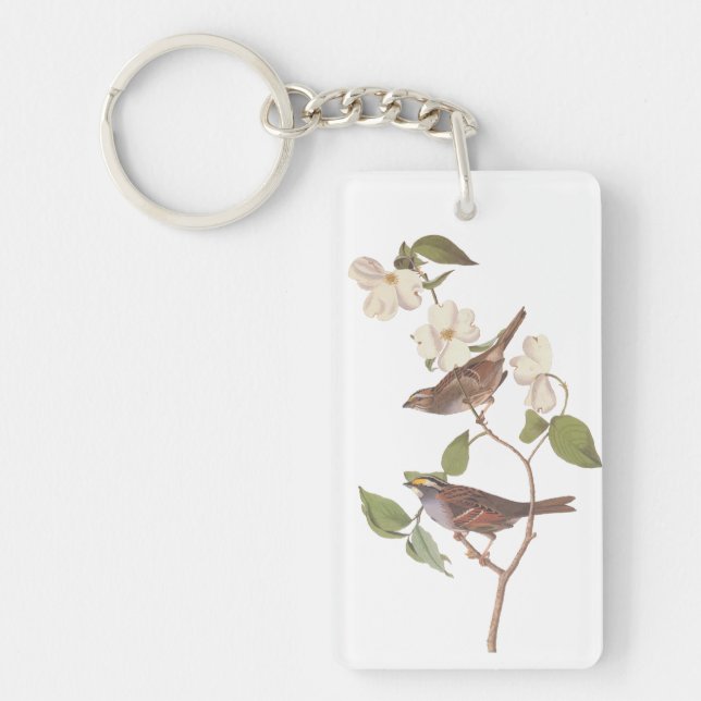 Oiseau Audubon à bec blanc dans le Dogwood (Devant)