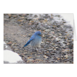 Oiseau bleu