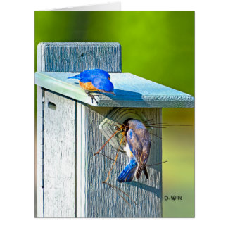 Oiseau bleu 020 nichant la grande matte de la