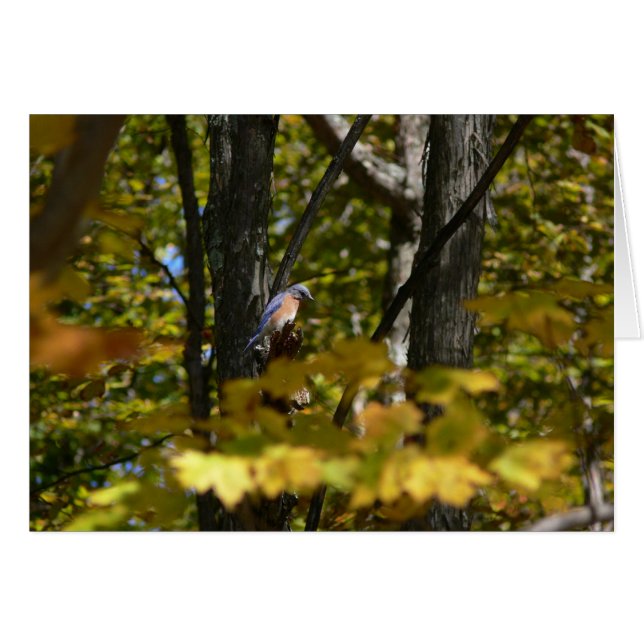 Oiseau bleu au soleil (Devant horizontal)
