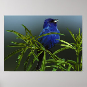 Oiseau bleu Photo Oiseau naturel Poster