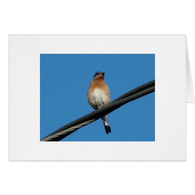 Oiseau bleu, vous souhaitant un jour de bonheur (Devant horizontal)