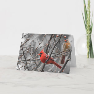 Oiseau cardinal, carte