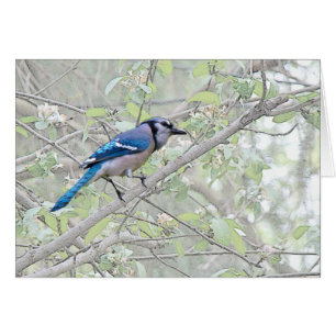 Oiseau chanteur de geai bleu