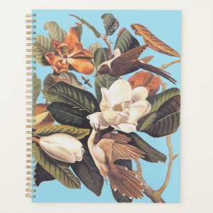 Oiseau de cacao à bec noir