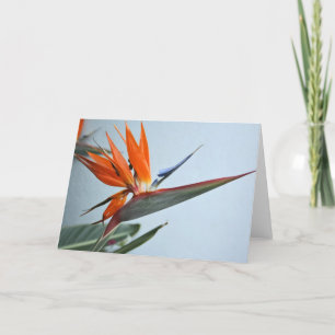 Oiseau de carte de paradis