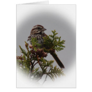 Oiseau de chanson