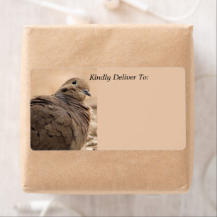 Oiseau de colombe en deuil Brown avec tête Cocked 